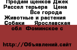 Продам щенков Джек Рассел терьера › Цена ­ 25 000 - Все города Животные и растения » Собаки   . Ярославская обл.,Фоминское с.